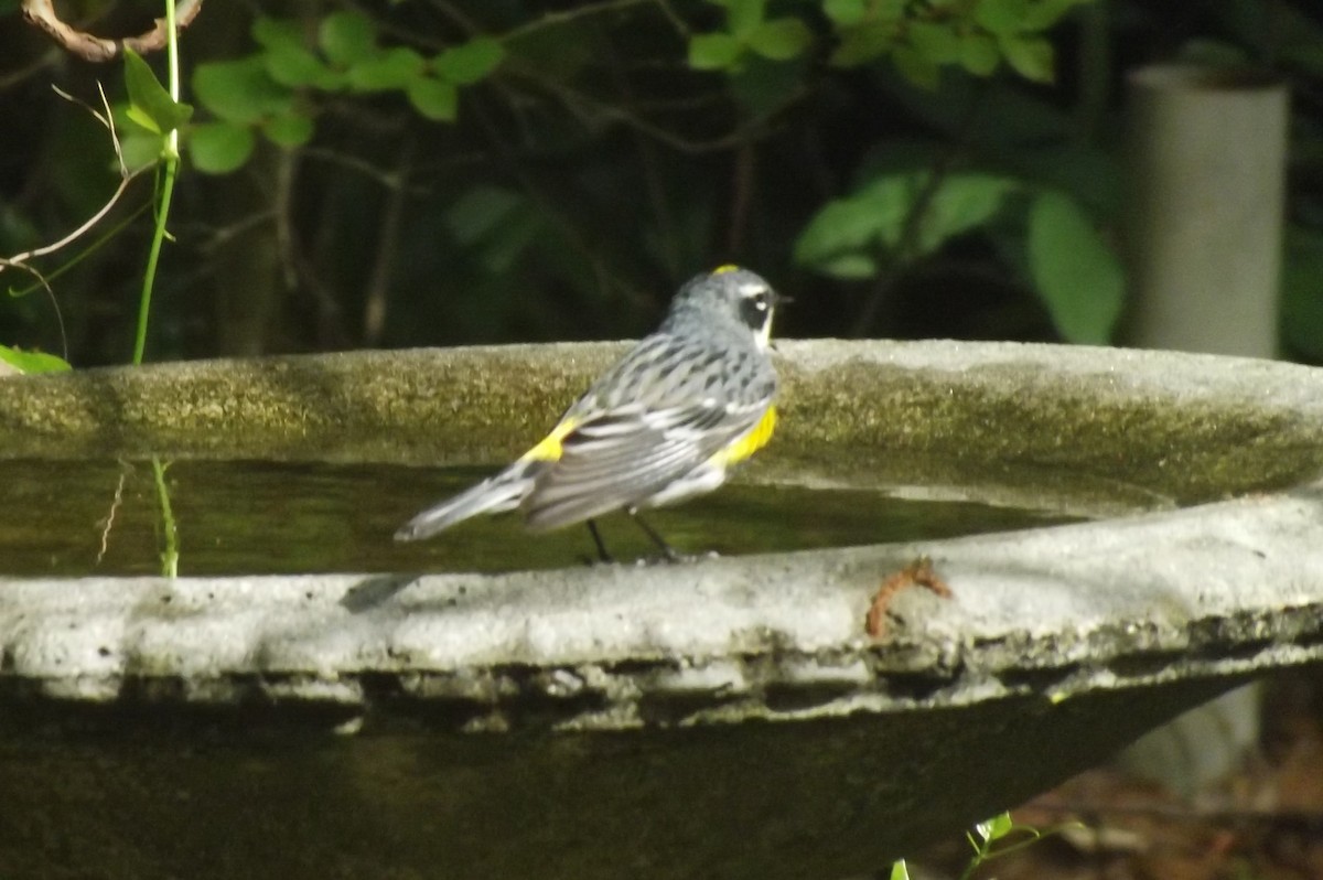 Yellow-rumped Warbler - Sandra Hinton