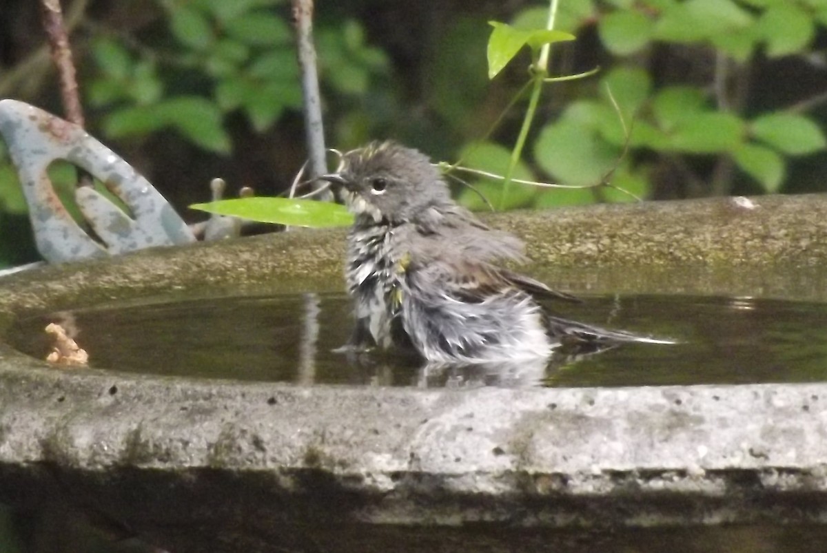 Yellow-rumped Warbler - Sandra Hinton