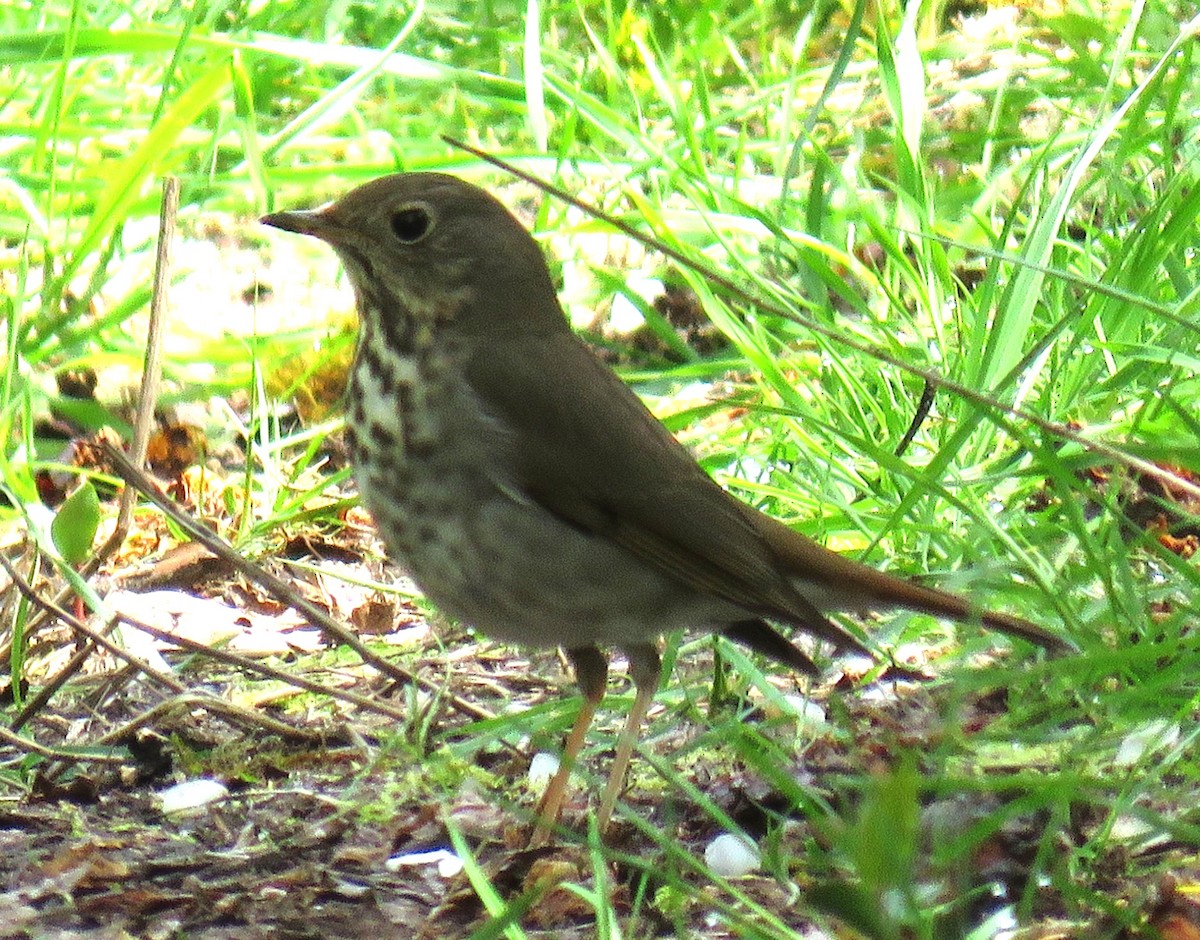 Hermit Thrush - ML617394860