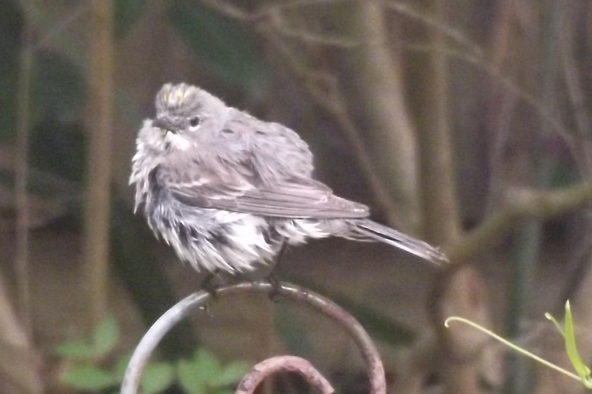 Yellow-rumped Warbler - Sandra Hinton