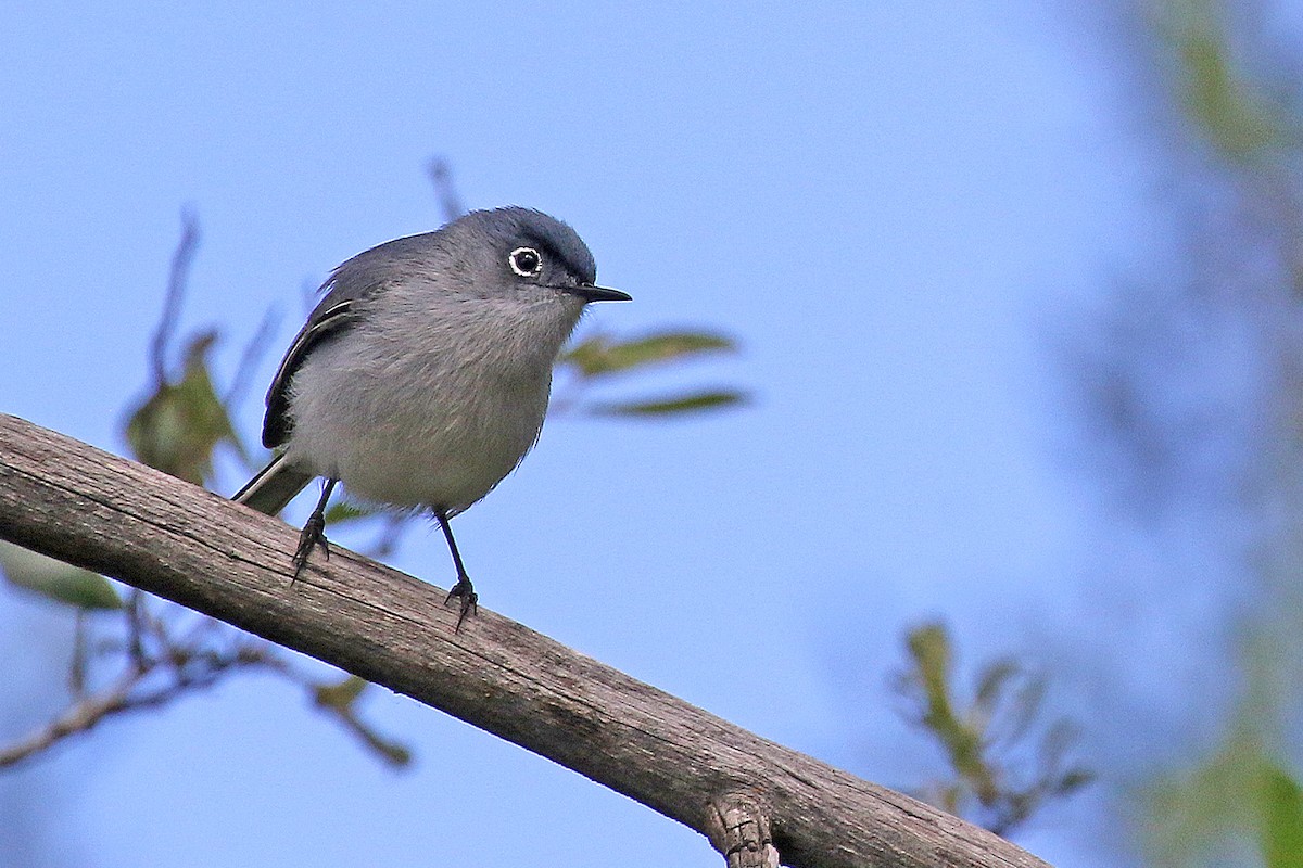 Blue-gray Gnatcatcher - Joan Tisdale