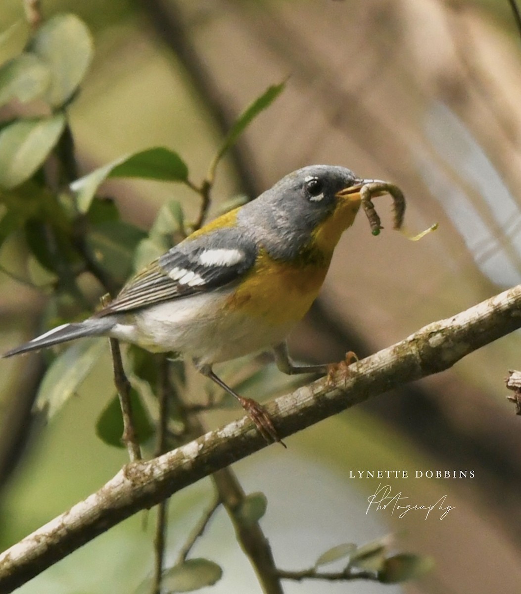 Northern Parula - ML617394915