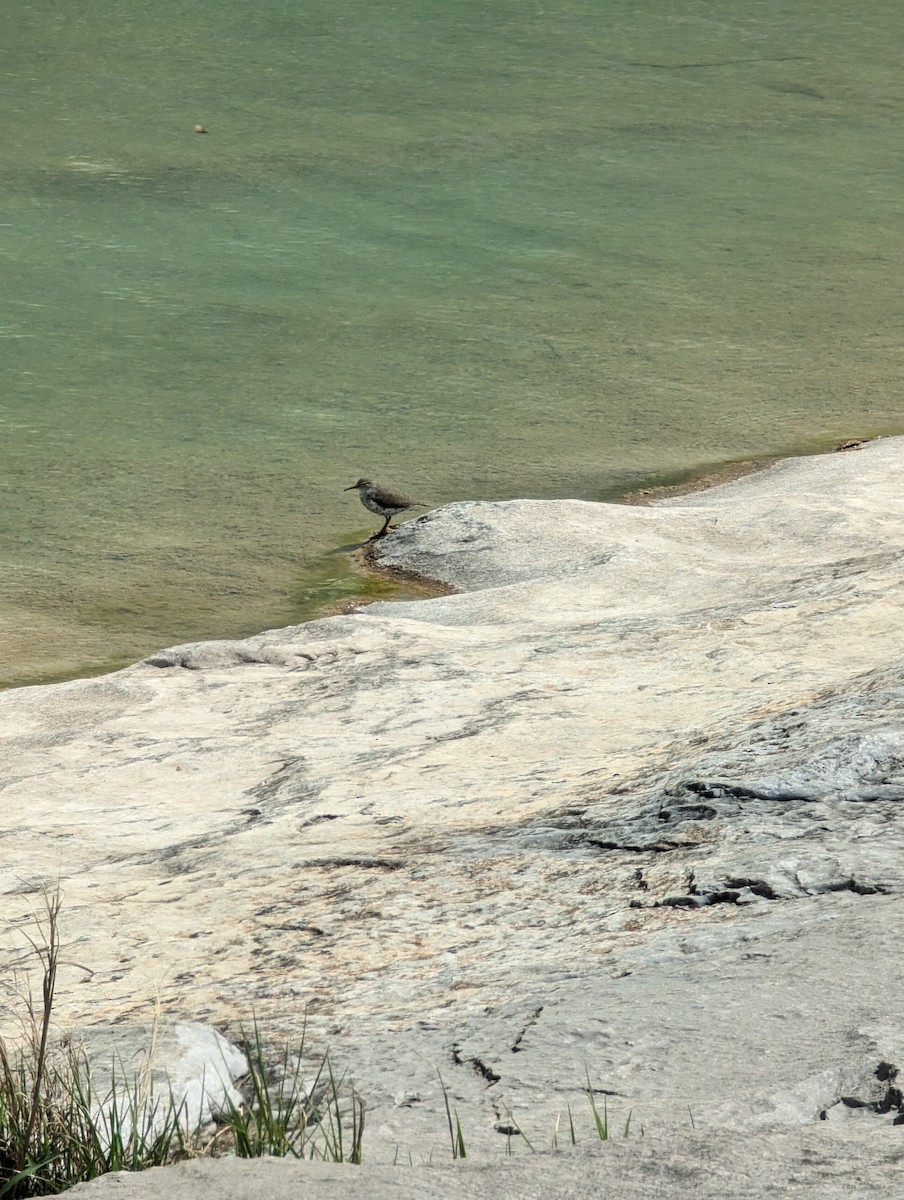 Spotted Sandpiper - ML617394949