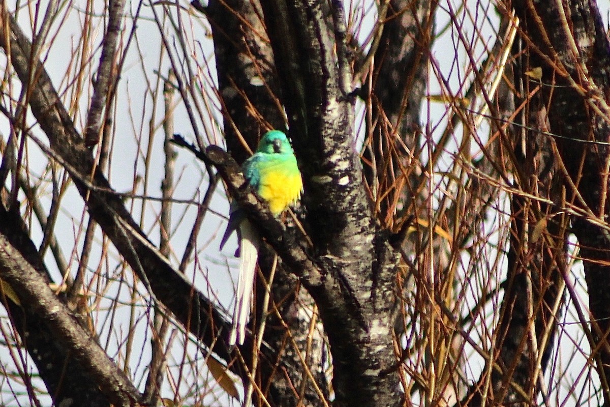 Red-rumped Parrot - Pauline and Ray Priest