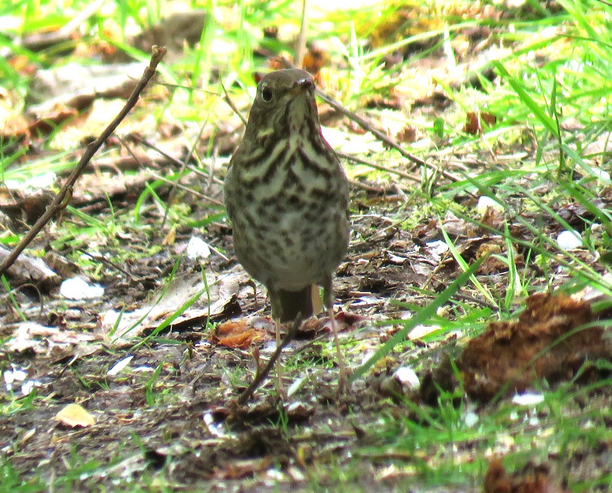 Hermit Thrush - ML617394987