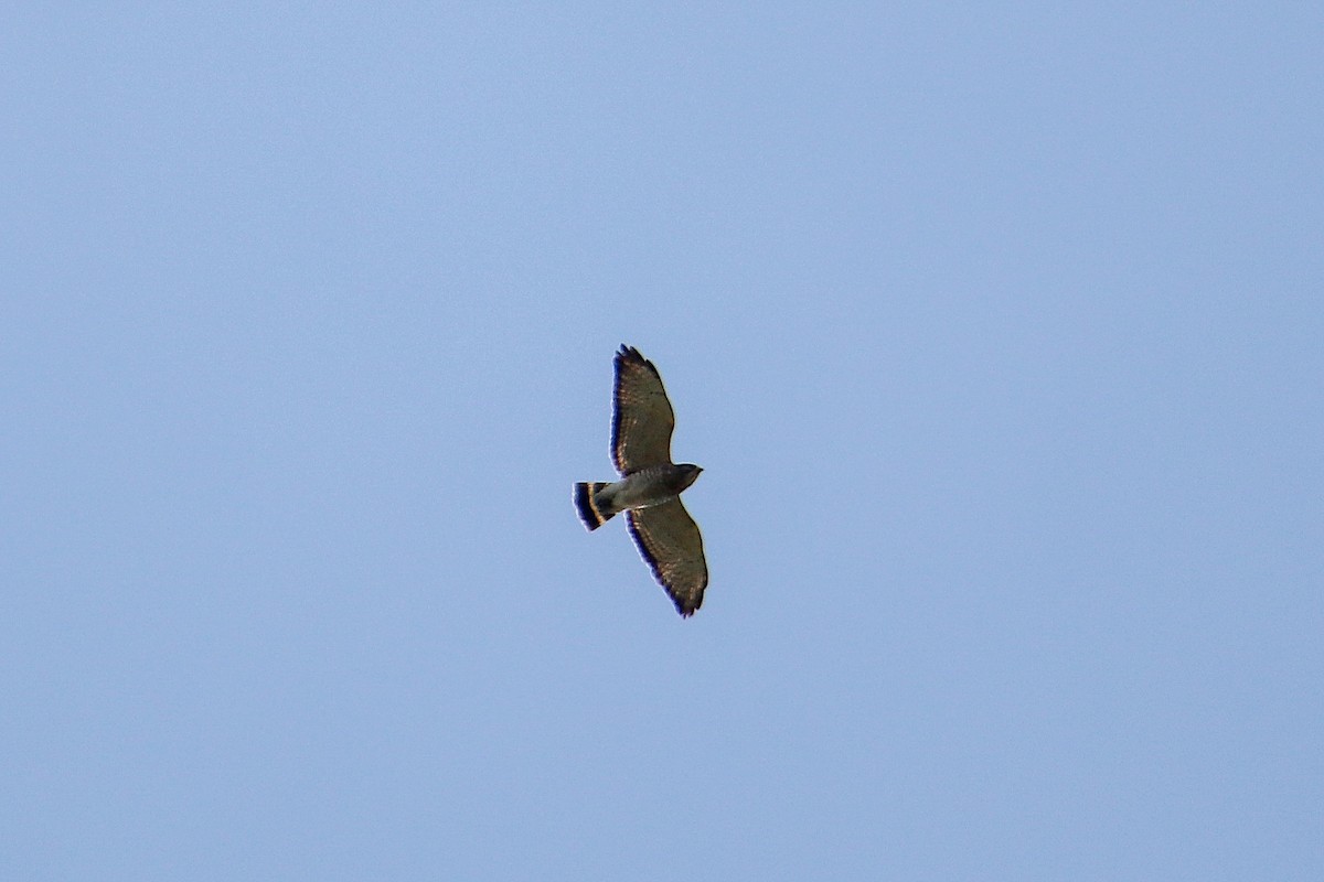 Broad-winged Hawk - Anthony Macchiarola