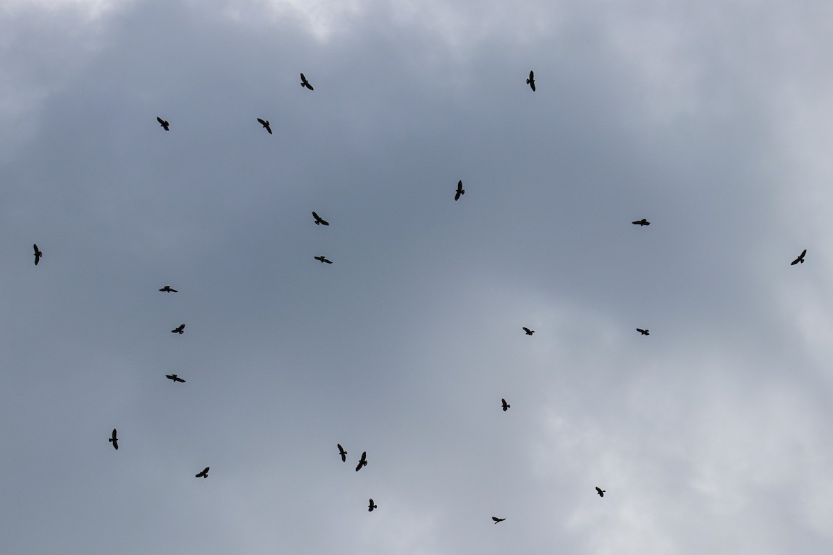 Broad-winged Hawk - Anthony Macchiarola