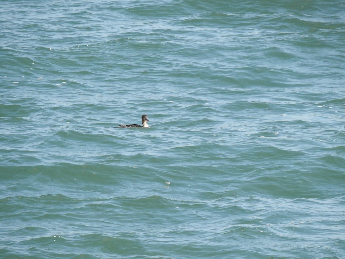 Red-necked Grebe - Gloria and Andy Schwabe