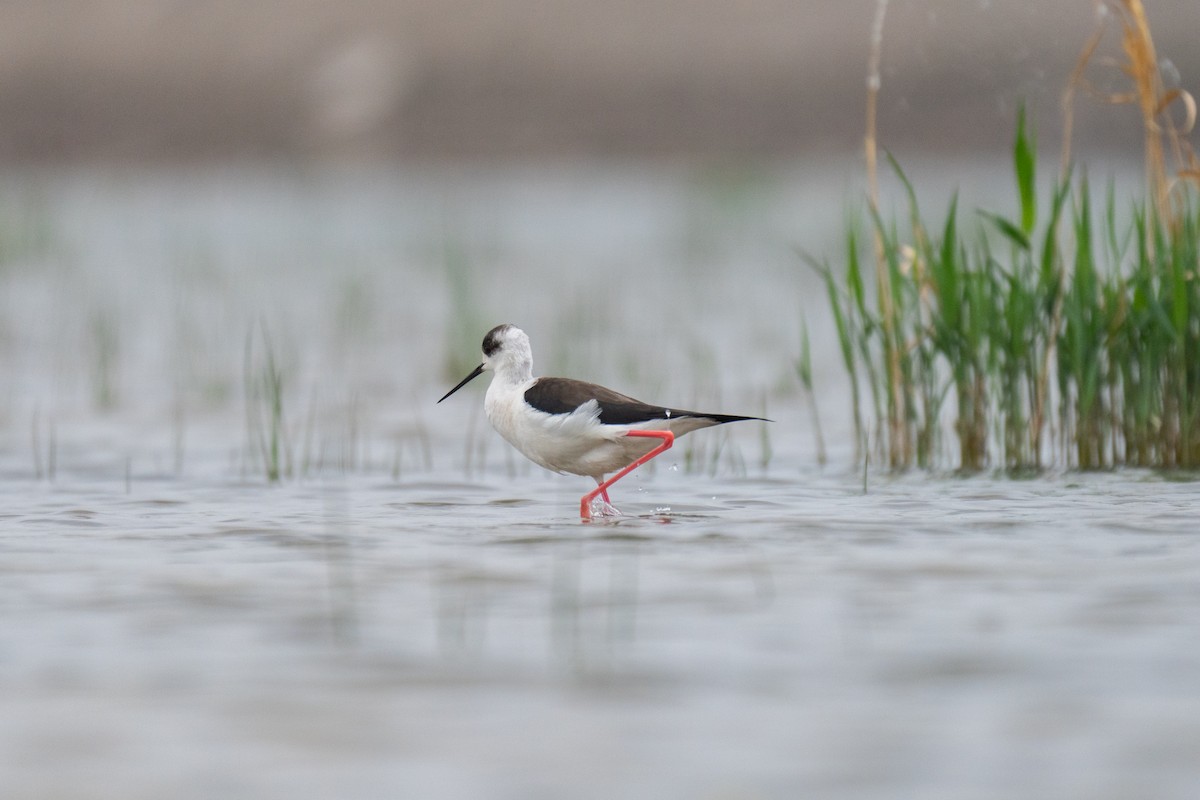 Black-winged Stilt - ML617395064