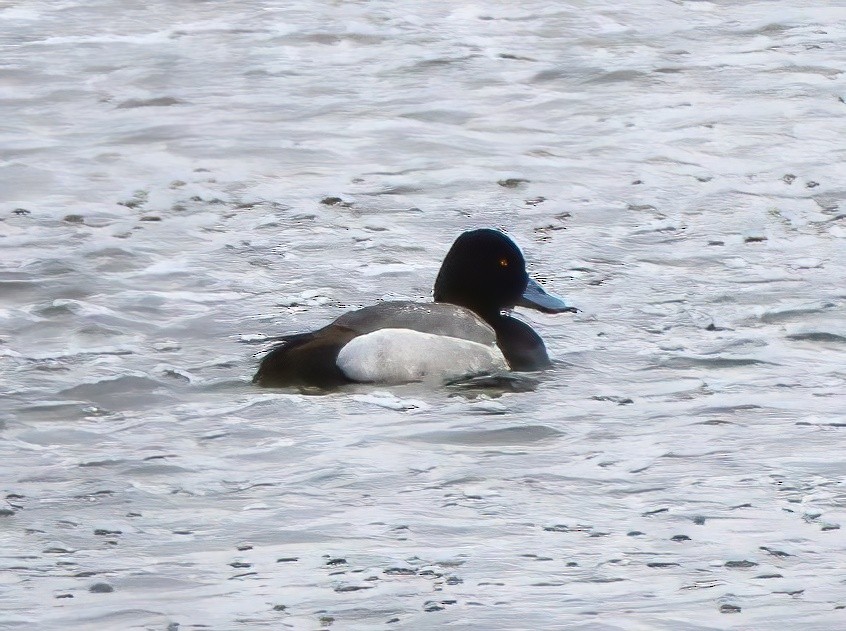 Greater Scaup - ML617395108