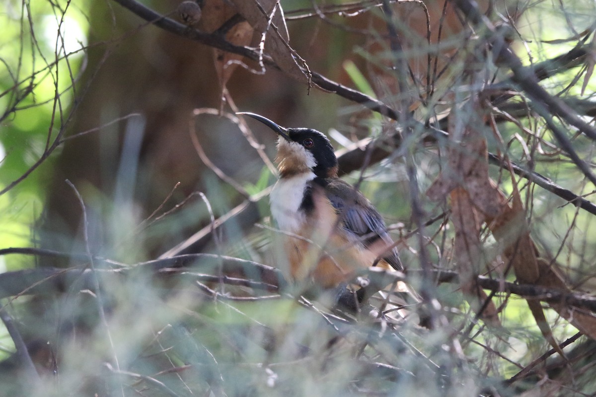 Eastern Spinebill - Andrew Hogg