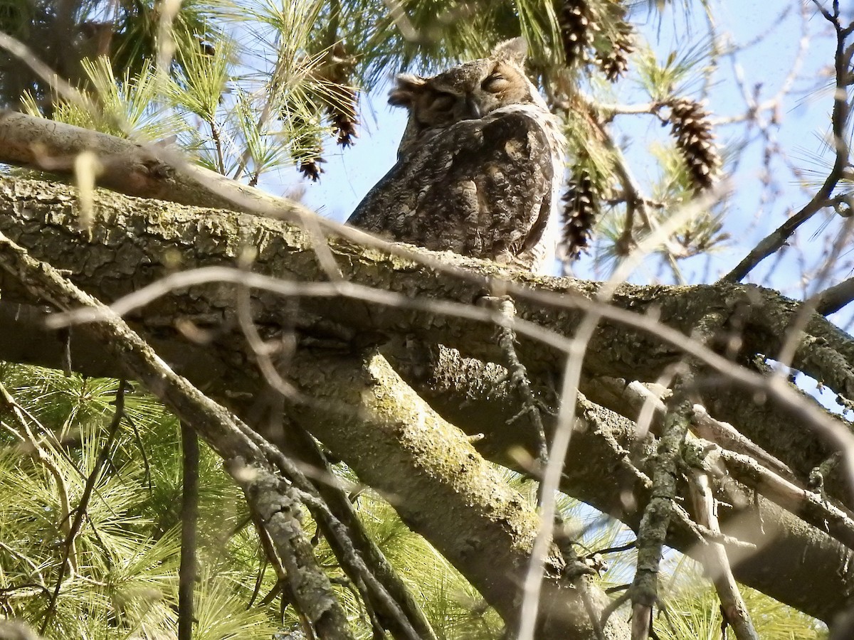 Great Horned Owl - Gloria and Andy Schwabe