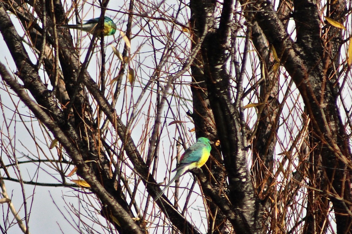 Red-rumped Parrot - Pauline and Ray Priest