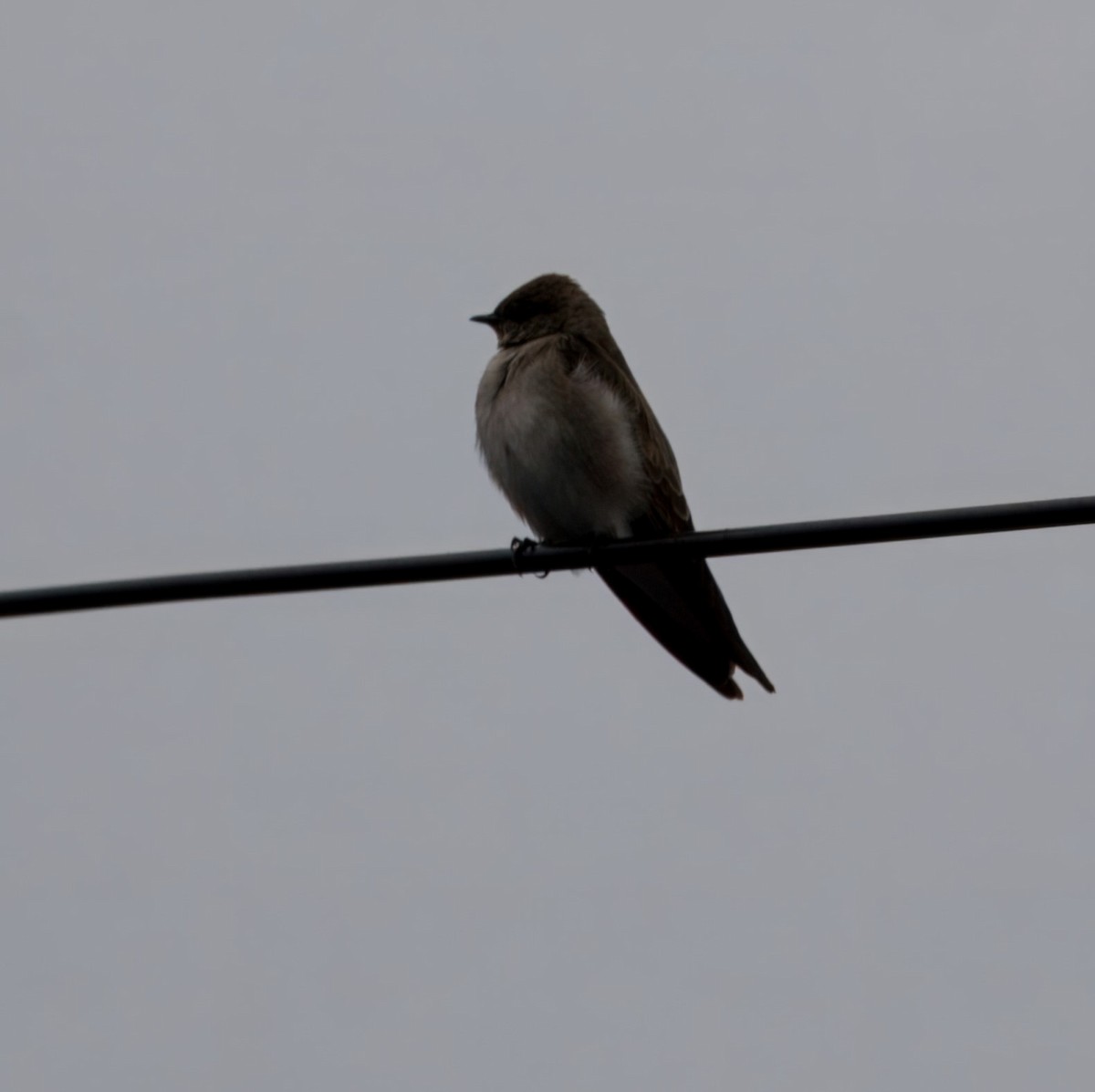 Northern Rough-winged Swallow - ML617395146