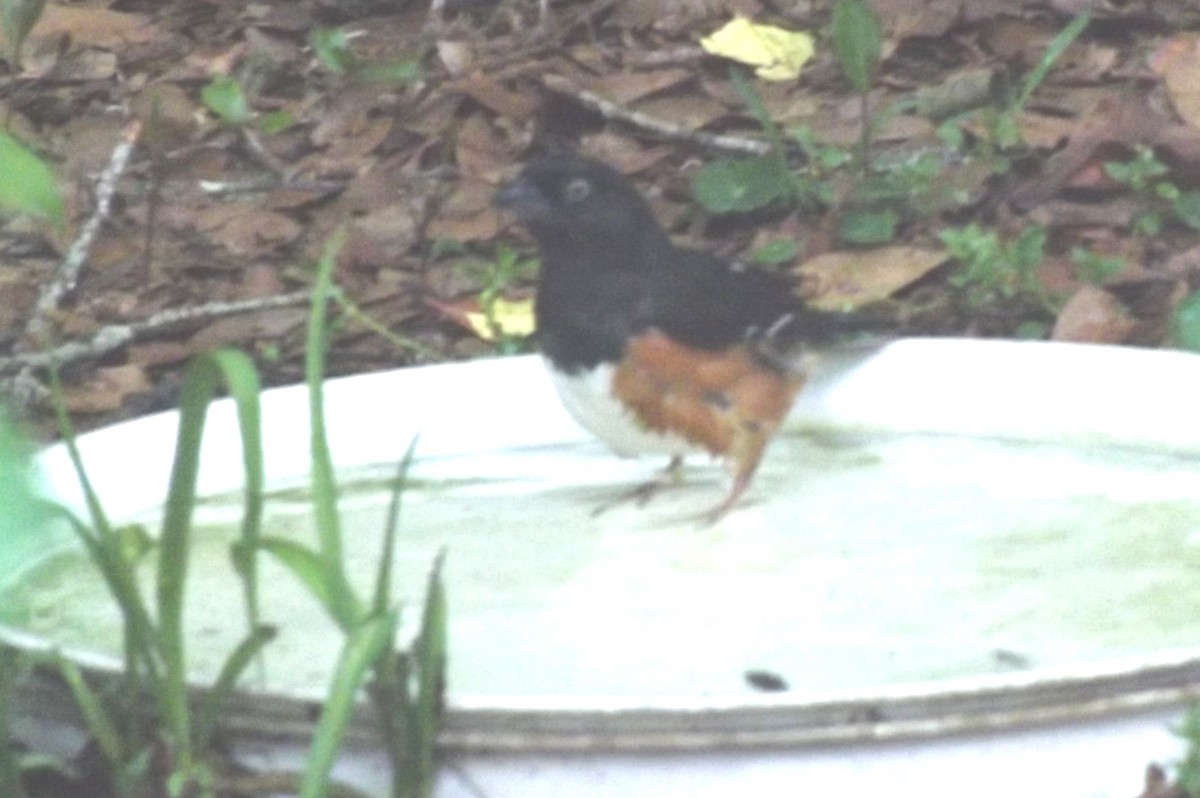 Eastern Towhee - ML617395175