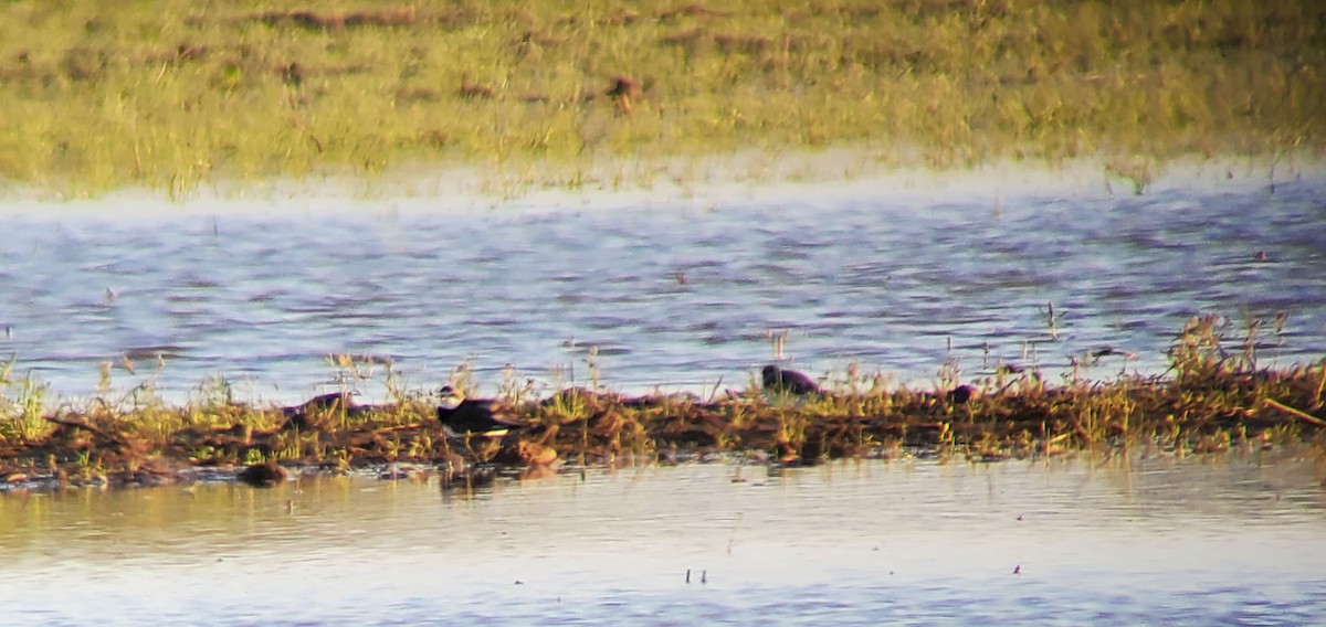 Semipalmated Plover - ML617395180