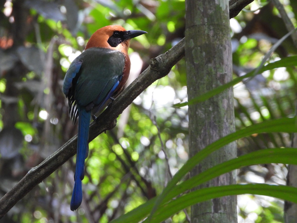 Rufous Motmot - ML617395209