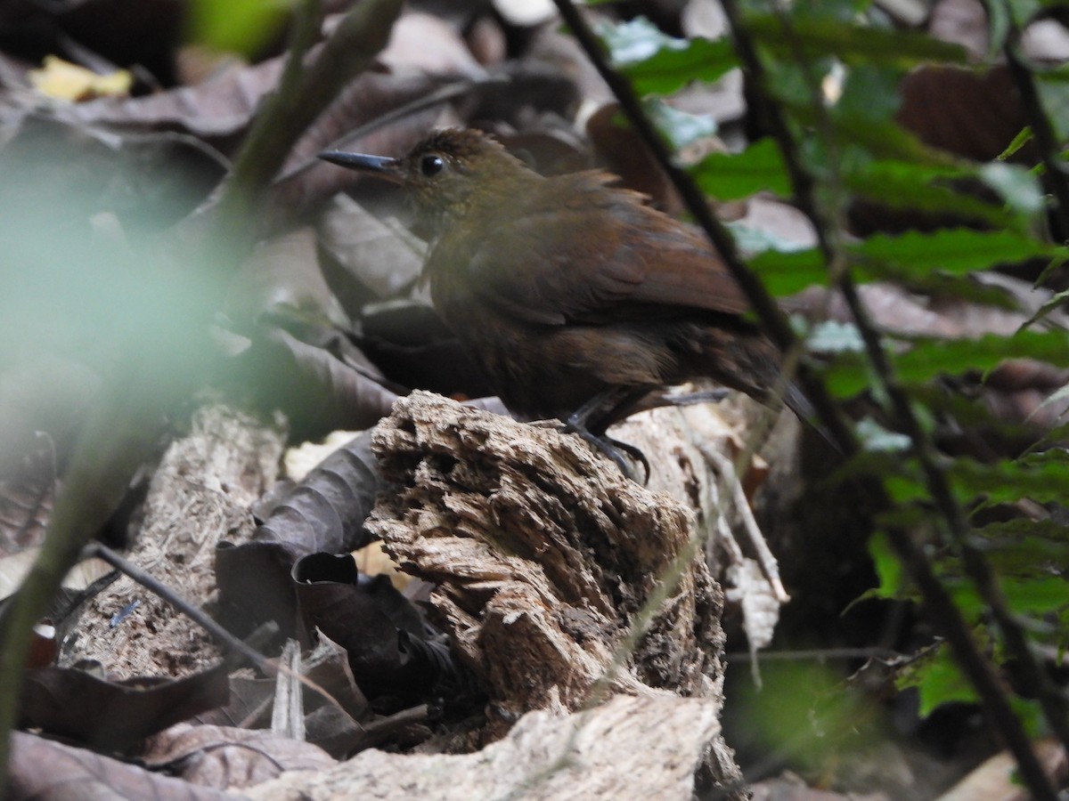 Scaly-throated Leaftosser - ML617395239