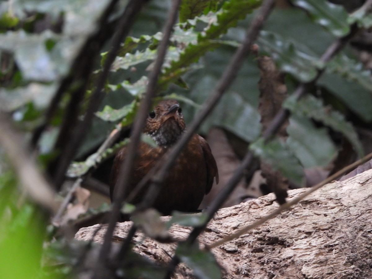 Scaly-throated Leaftosser - ML617395243