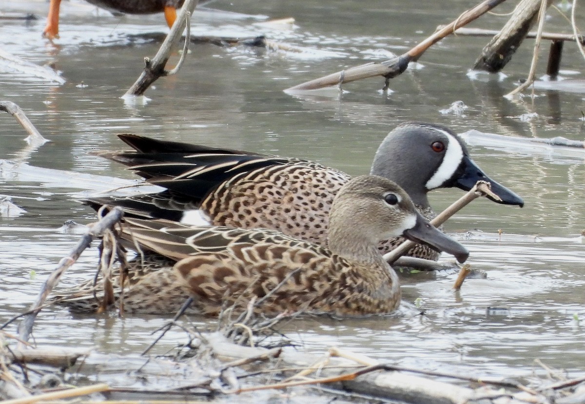 Blue-winged Teal - Francois Bourret