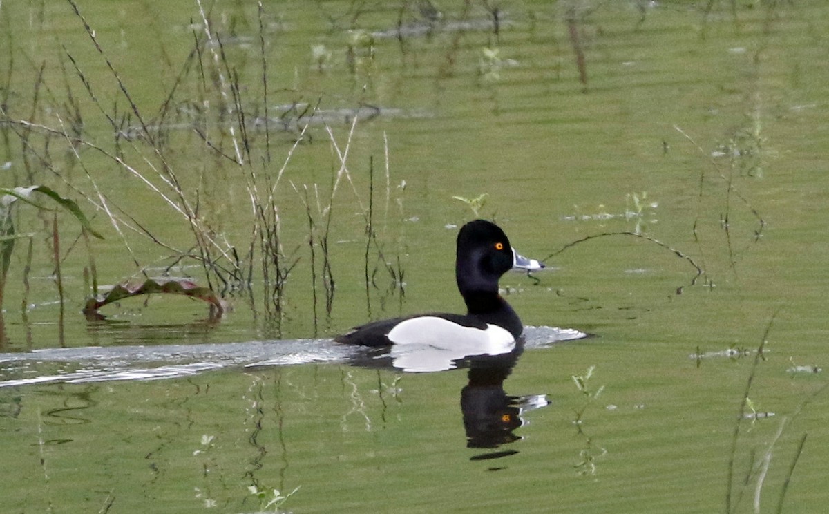 Ring-necked Duck - ML617395256