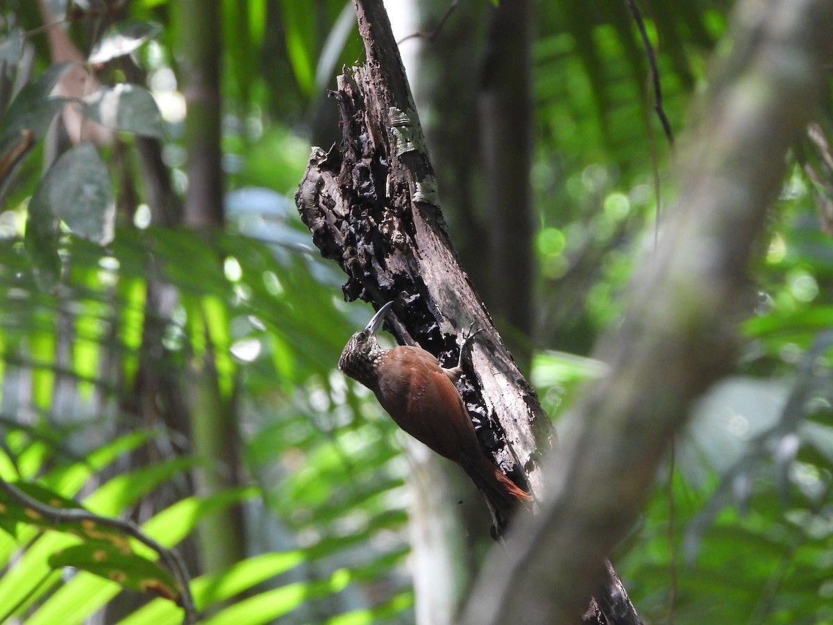 Cocoa Woodcreeper - ML617395257