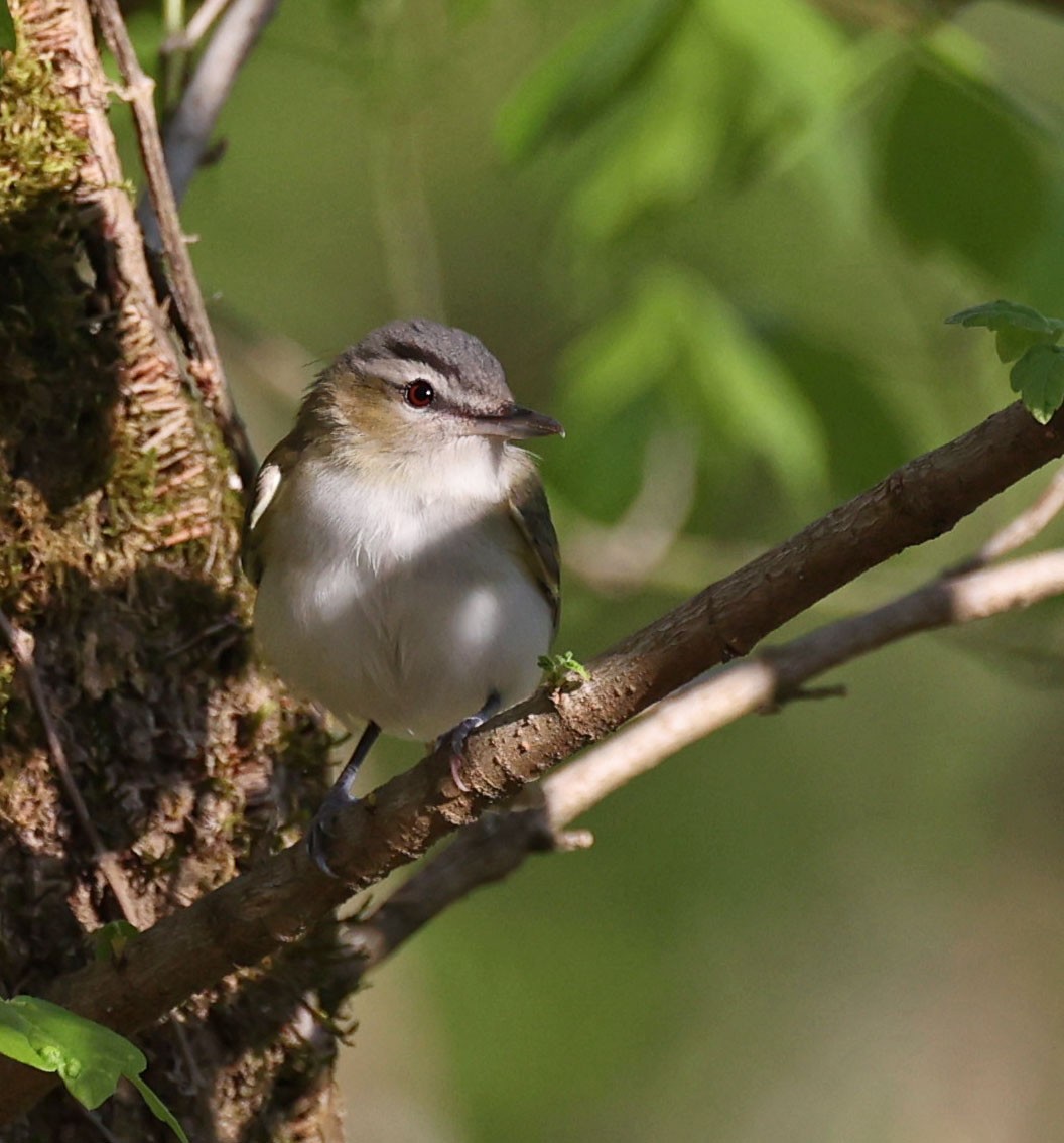 Red-eyed Vireo - Mike Sweet