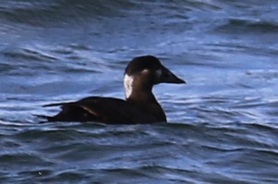 Surf Scoter - ML617395305