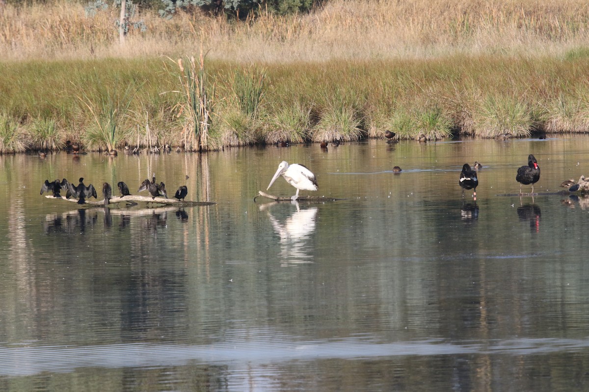 Little Black Cormorant - ML617395323