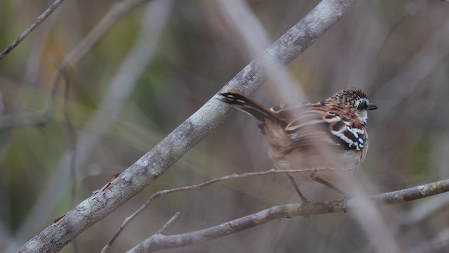 Stripe-backed Antbird - ML617395341