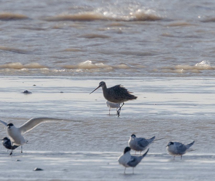 Hudsonian Godwit - ML617395357