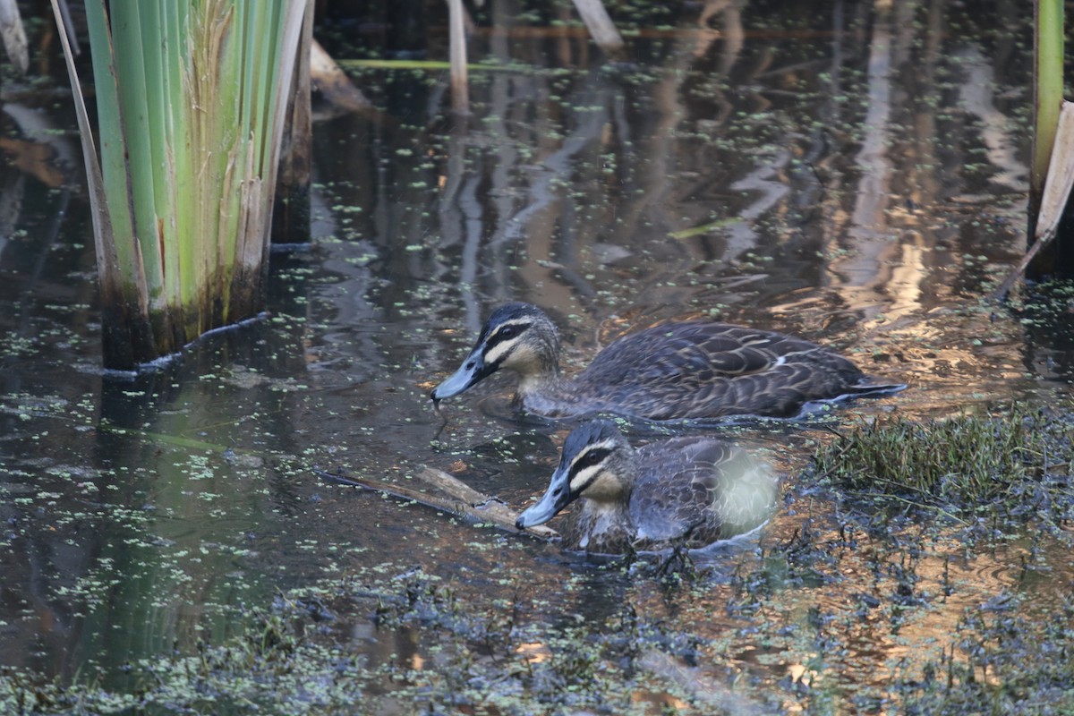 Pacific Black Duck - ML617395393