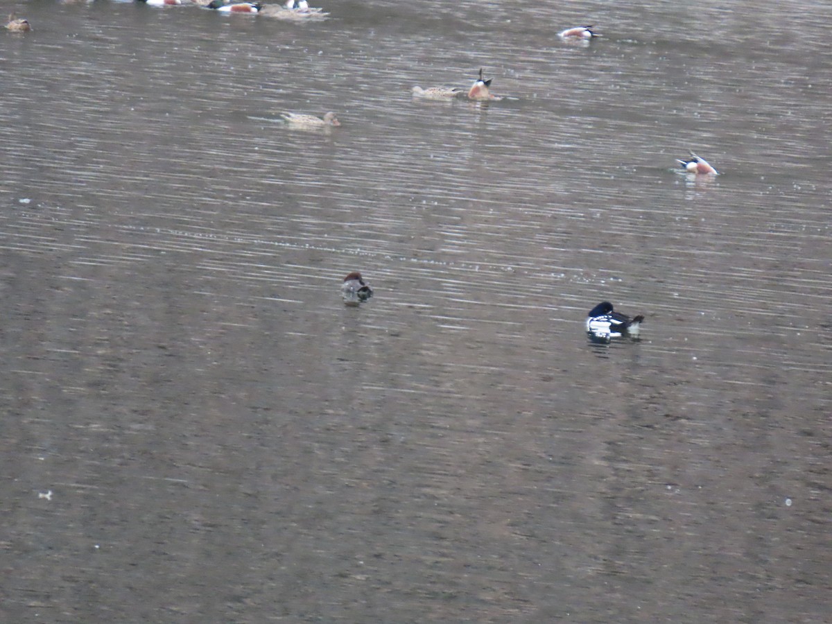 Barrow's Goldeneye - ML617395406