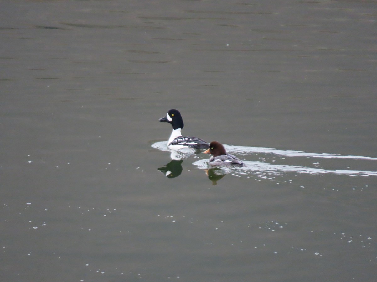 Barrow's Goldeneye - ML617395408