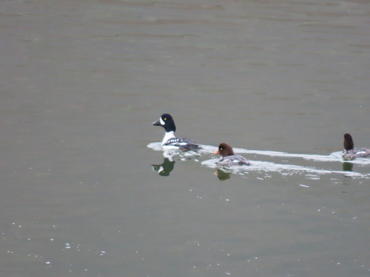 Barrow's Goldeneye - ML617395409