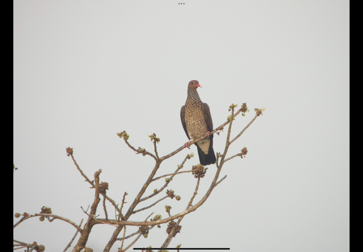 Pigeon ramiret - ML617395426