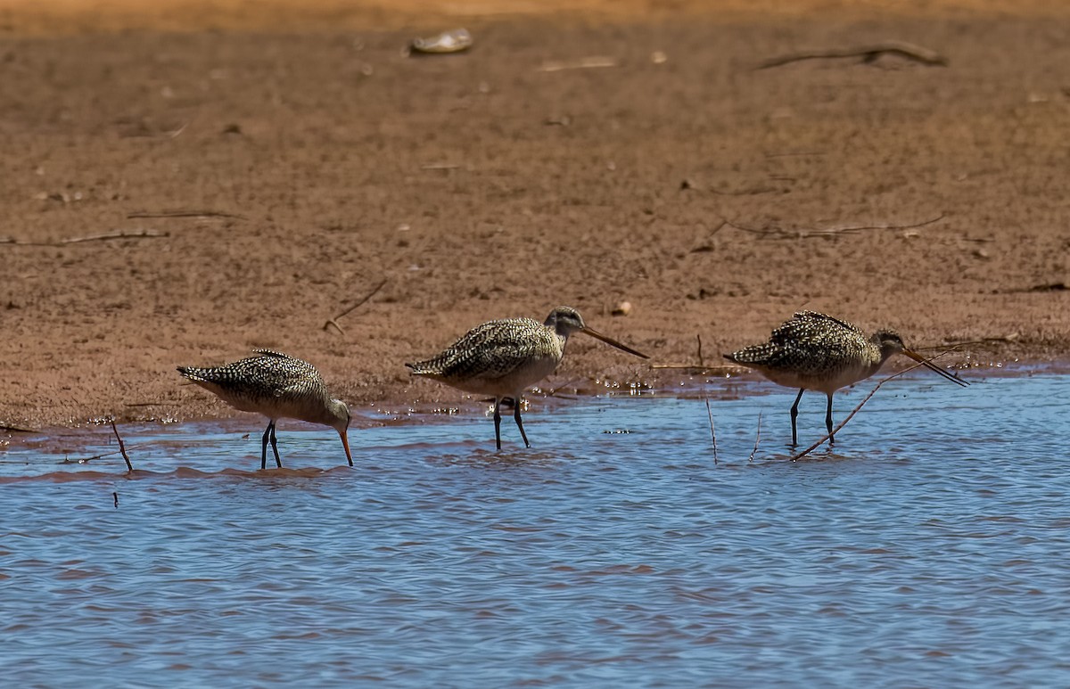 Marbled Godwit - ML617395474