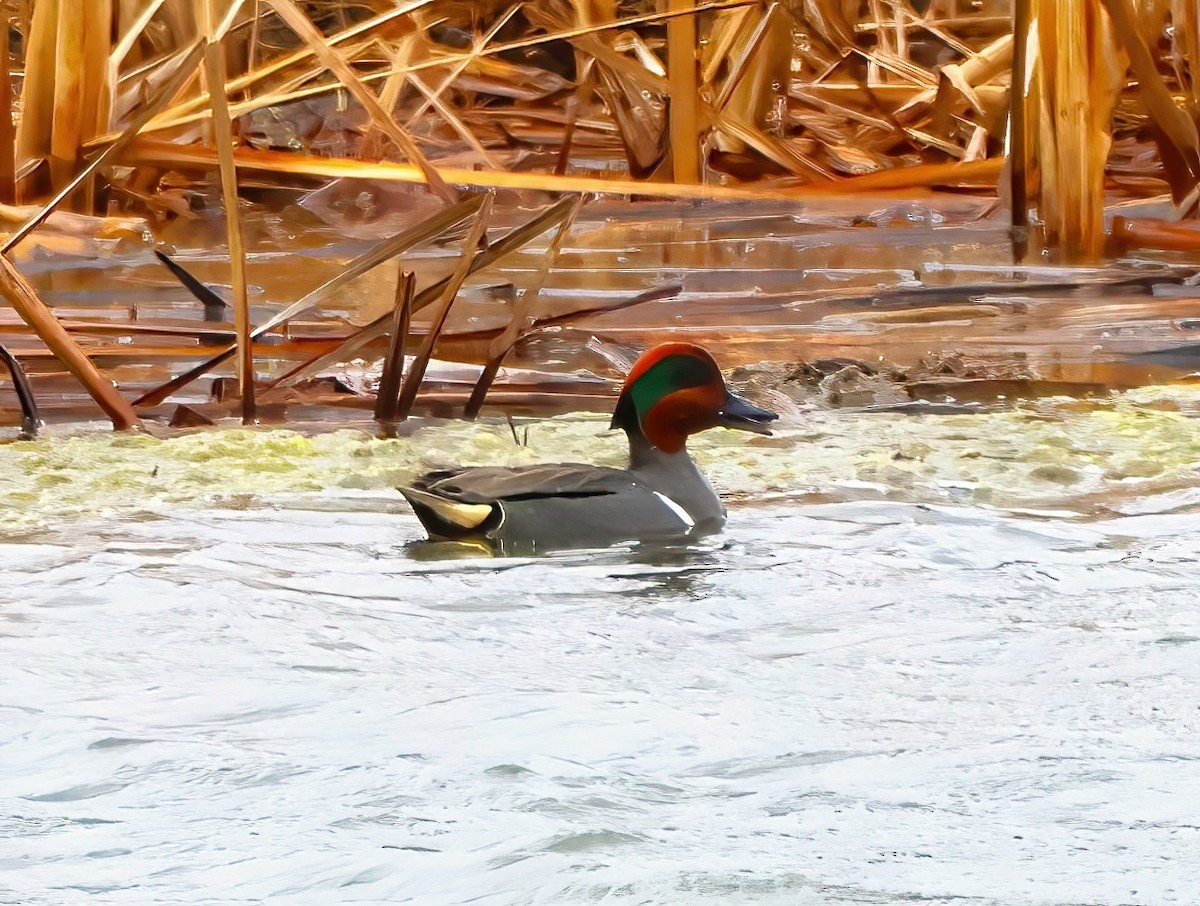 Green-winged Teal - ML617395480