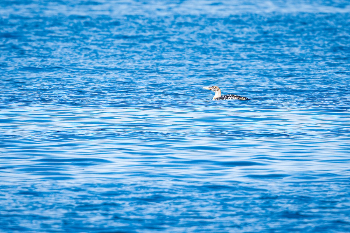 Plongeon à bec blanc - ML617395491