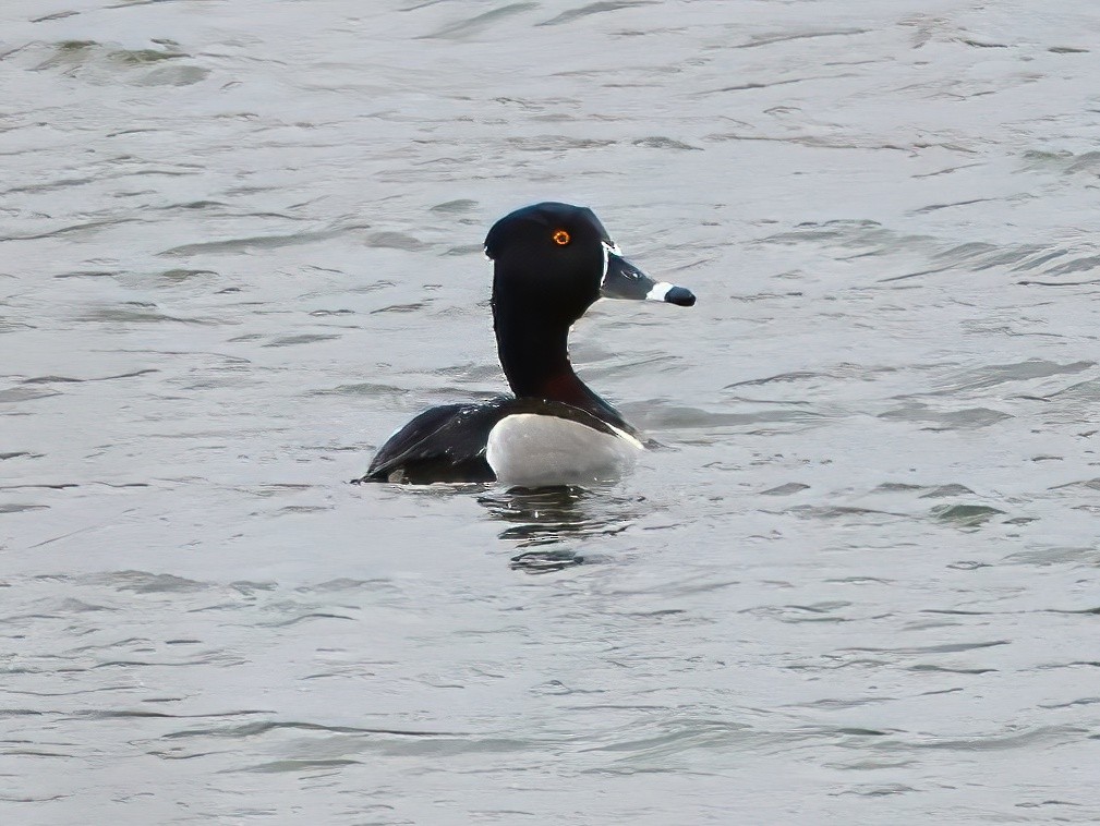 Ring-necked Duck - ML617395493
