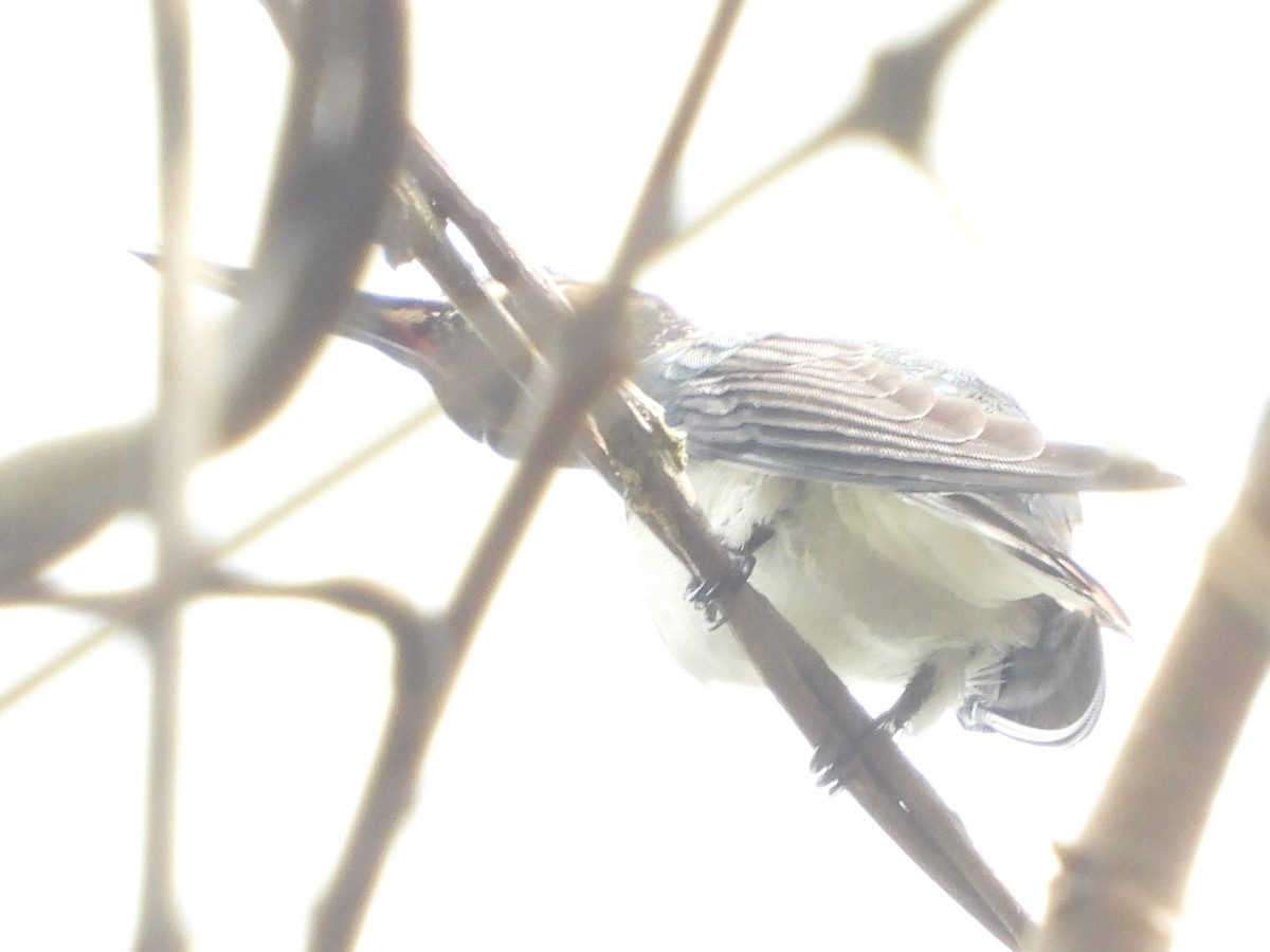 kolibřík sněhobřichý - ML617395508