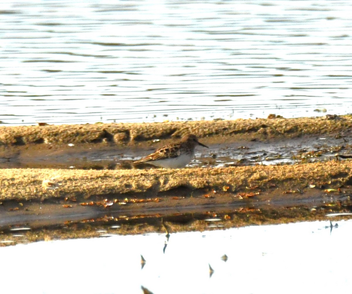 Least Sandpiper - ML617395510