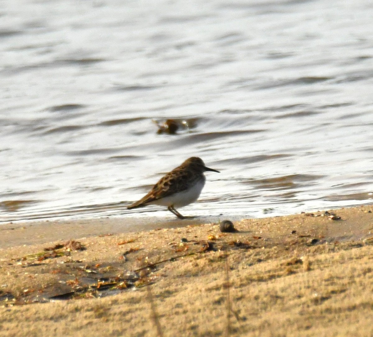 Least Sandpiper - ML617395512