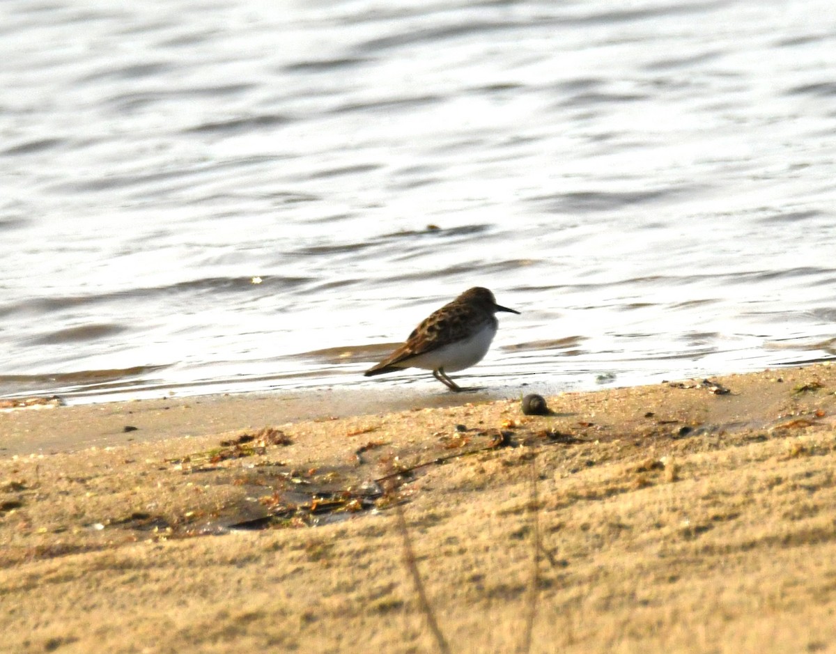 Least Sandpiper - ML617395513