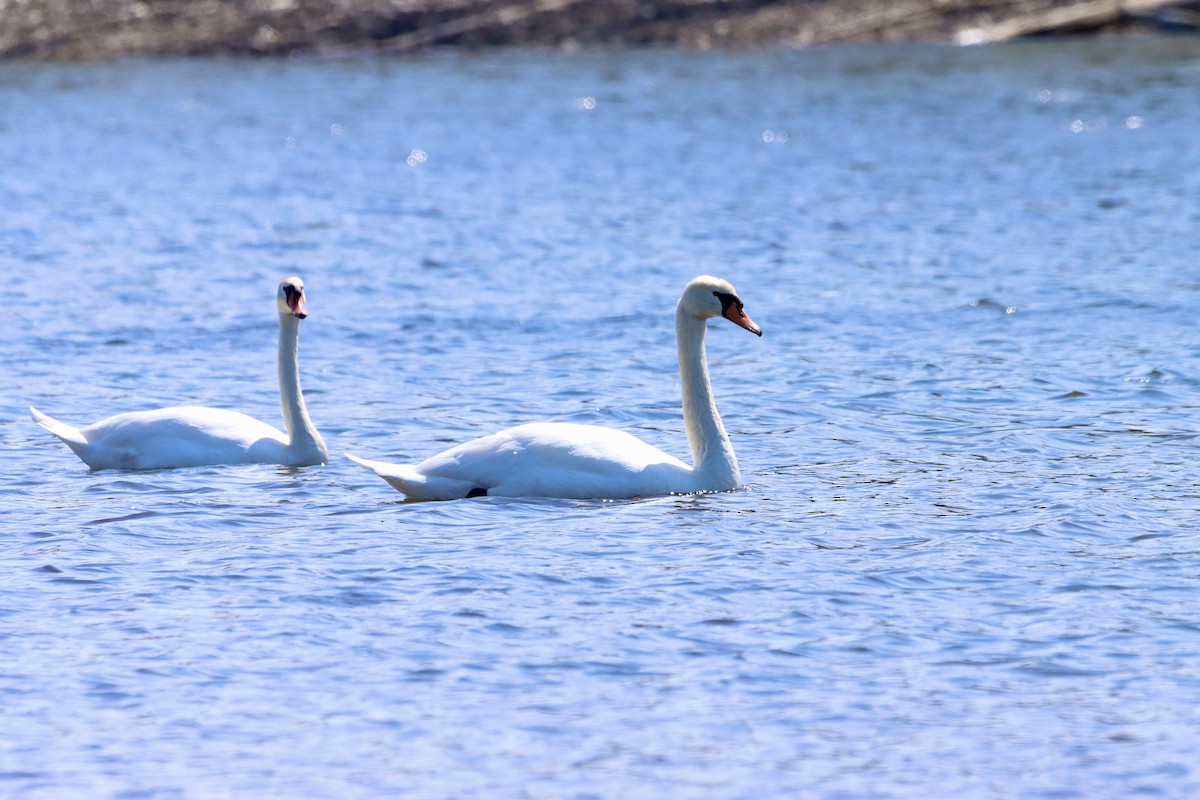 Mute Swan - ML617395532