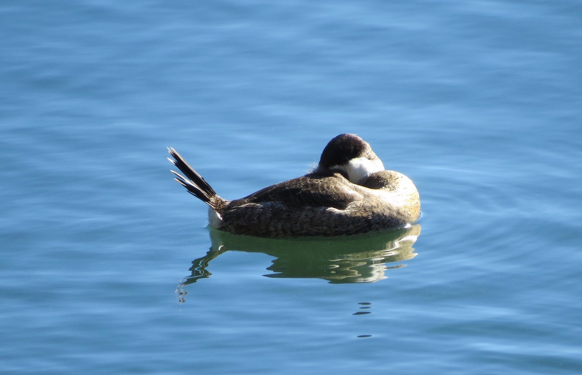 Ruddy Duck - ML617395601