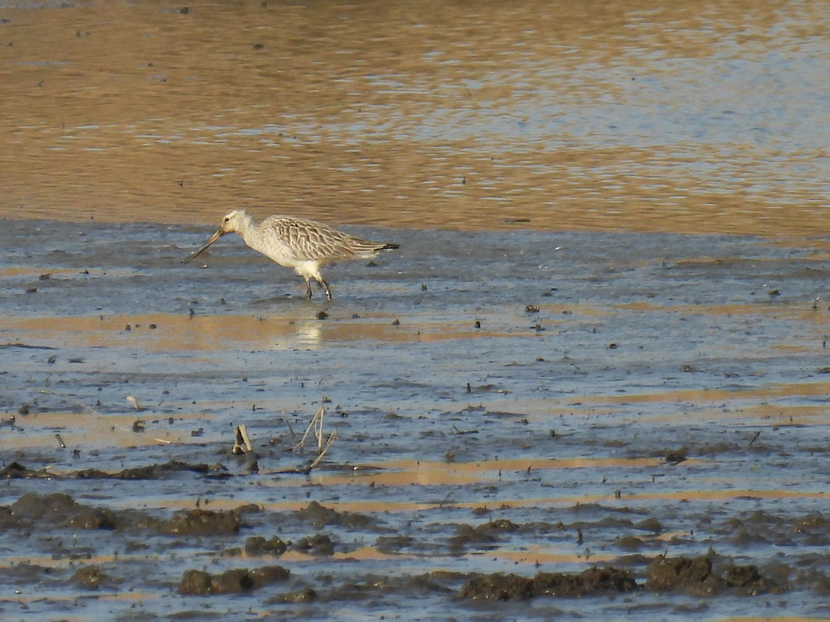 Bar-tailed Godwit - Kaz Miyake