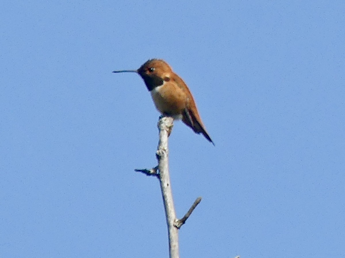 Rufous Hummingbird - ML617395639