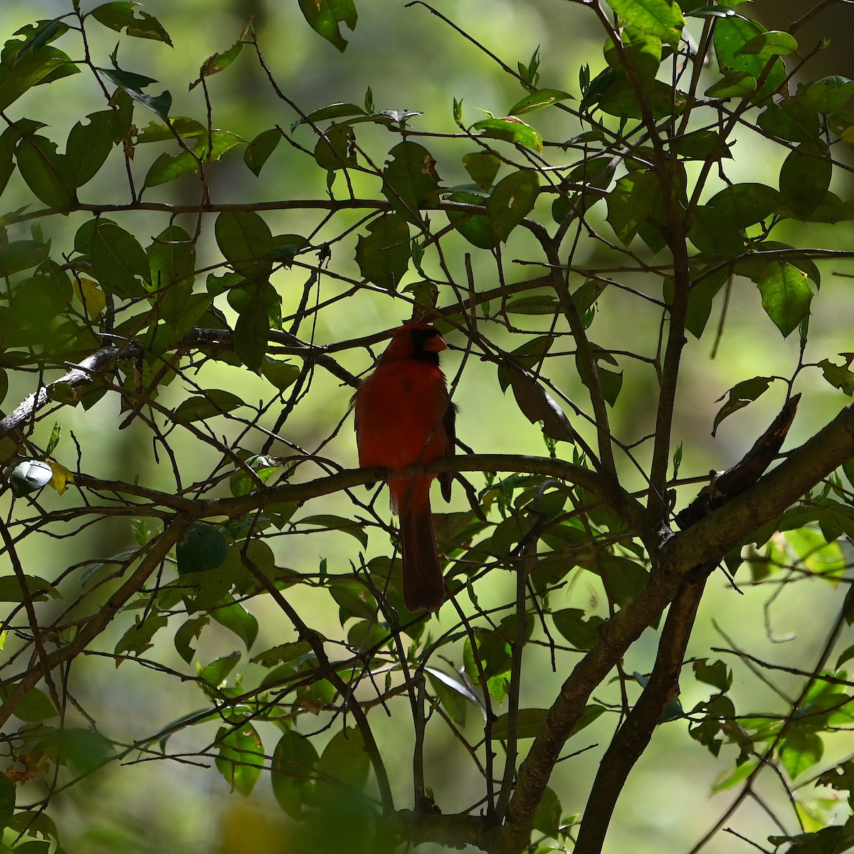 Cardinal rouge - ML617395649