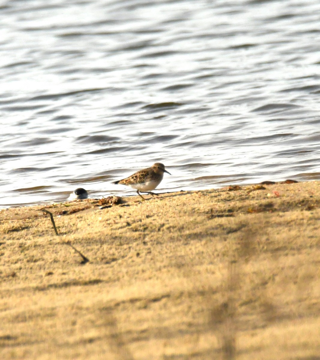 Least Sandpiper - ML617395681